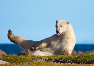 Polar bear in Canada's arctic wilds.