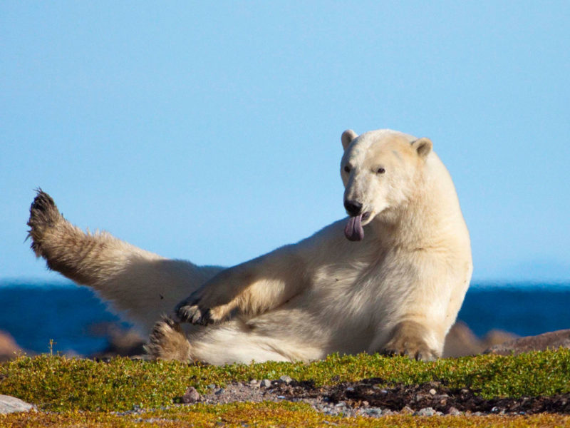 Polar bear in Canada's arctic wilds.