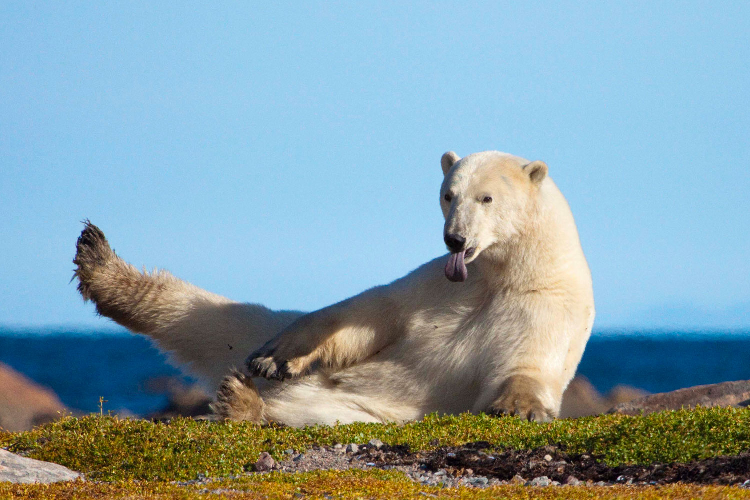 Polar bear in Canada's arctic wilds.