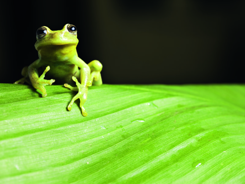 The Awe Of The Amazon