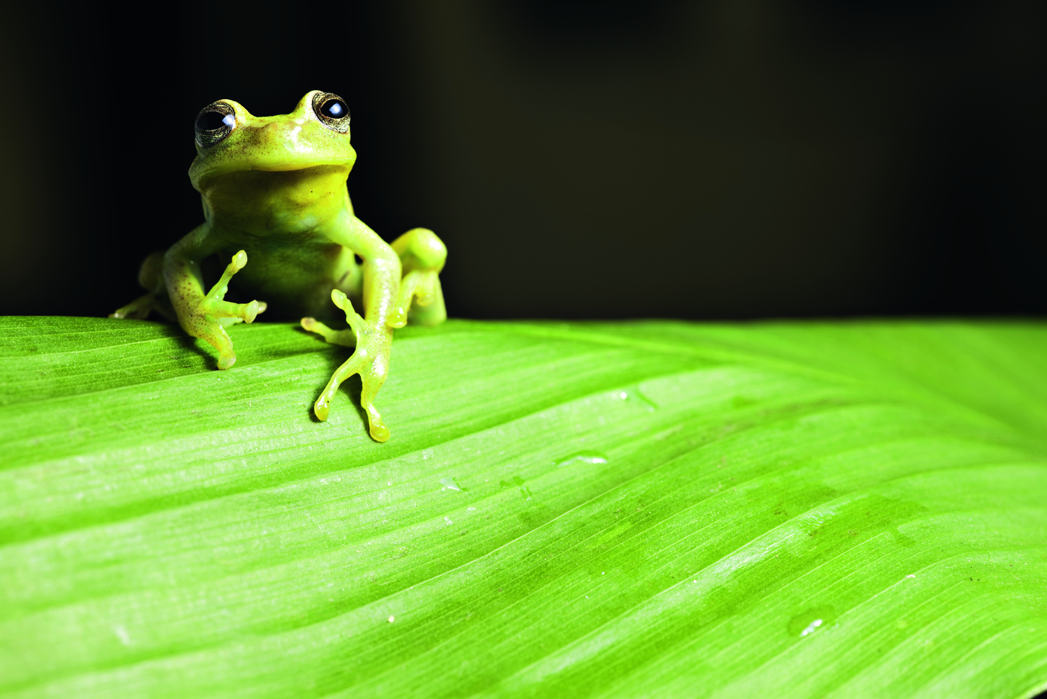 The Awe Of The Amazon