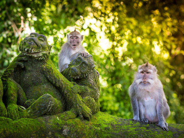 Sacred Monkey Forest Ubud