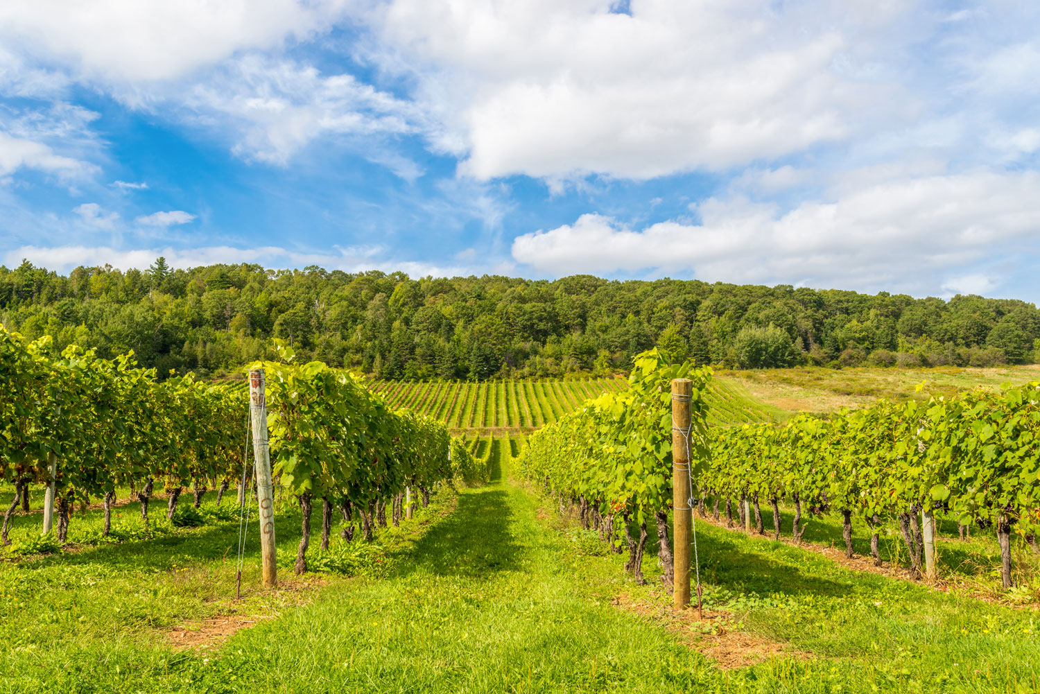 Canadian winery