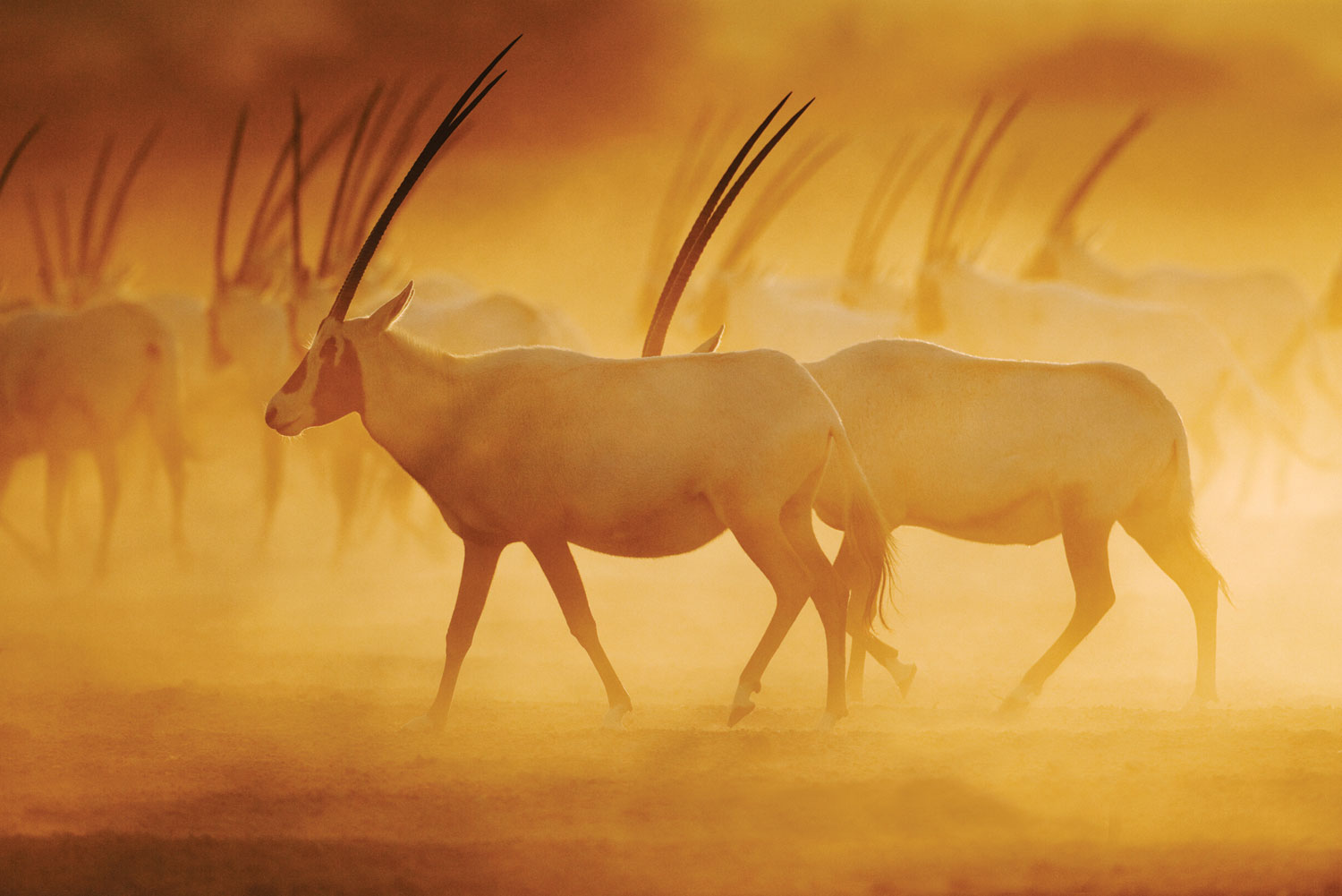 The majestic Arabian Oryx on Sir Bani Yas Island.