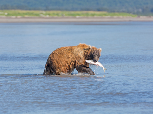 Bears in Alaska's Hallo Bay Are Changing What They Eat