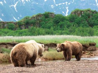 Alaskan Grizzly Bears