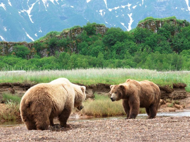 Alaskan grizzly bear encounters in the wilderness - International Traveller