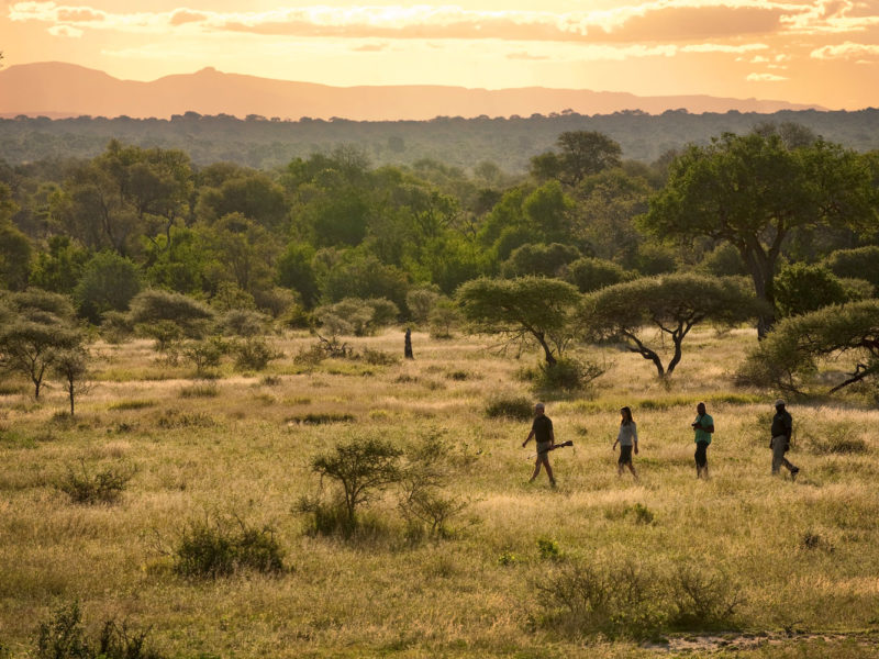 Bush walk through the Sabi Sands Game Reserve, South Africa.