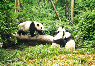 Chengdu Research Base of Giant Panda Breeding (or Chengdu Panda Base), which lies north of the city