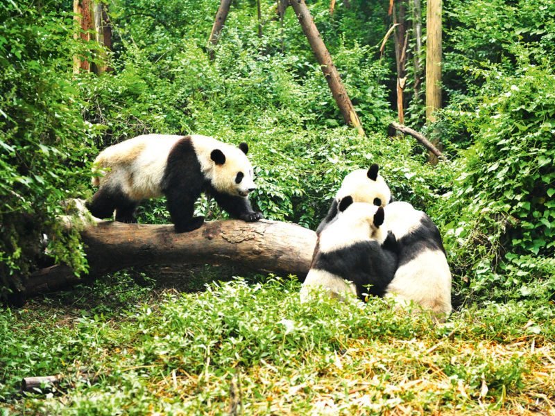 Chengdu Research Base of Giant Panda Breeding (or Chengdu Panda Base), which lies north of the city