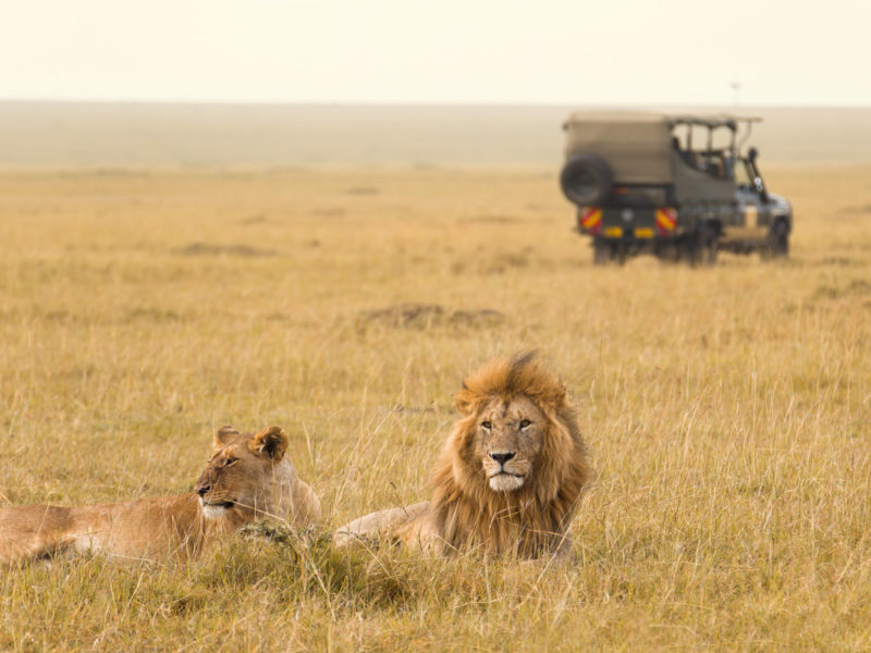 World's best animals encounters.