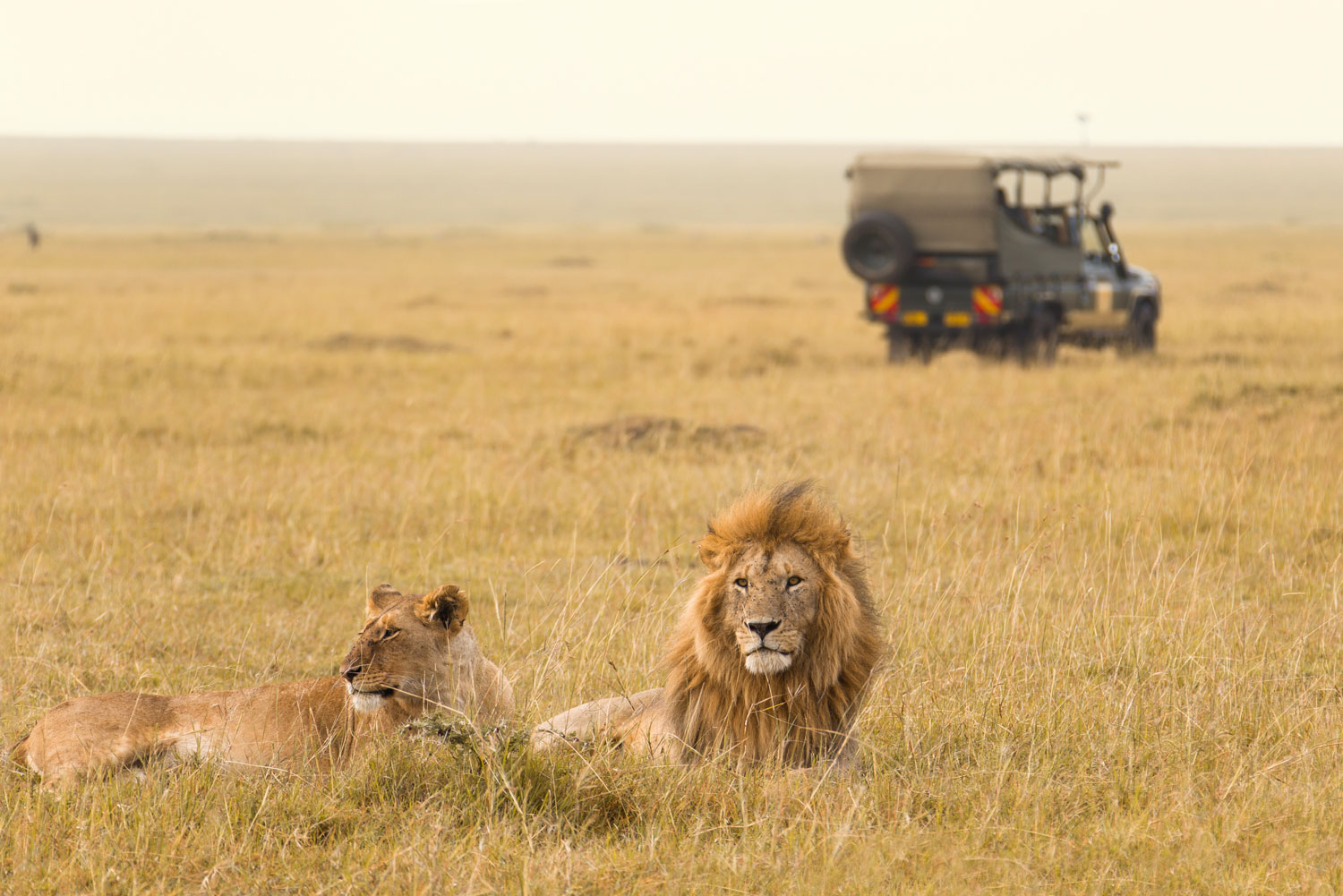 World's best animals encounters.