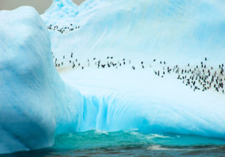 Penguins on South Orkney Island, Antartica.