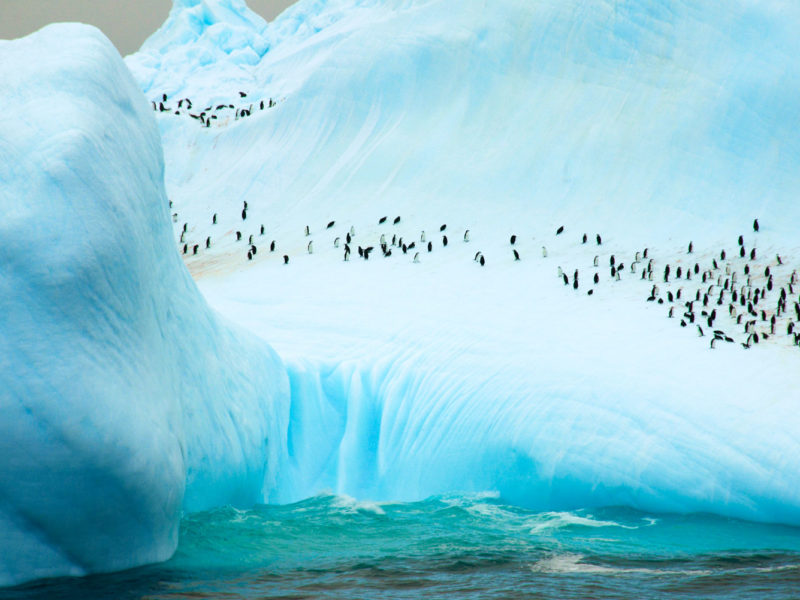 Penguins on South Orkney Island, Antartica.