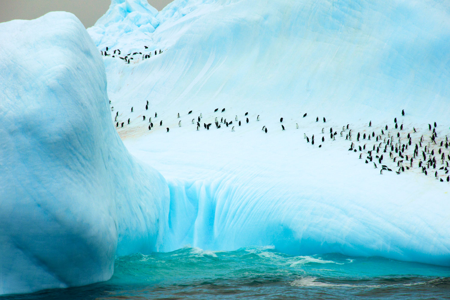 Penguins on South Orkney Island, Antartica.