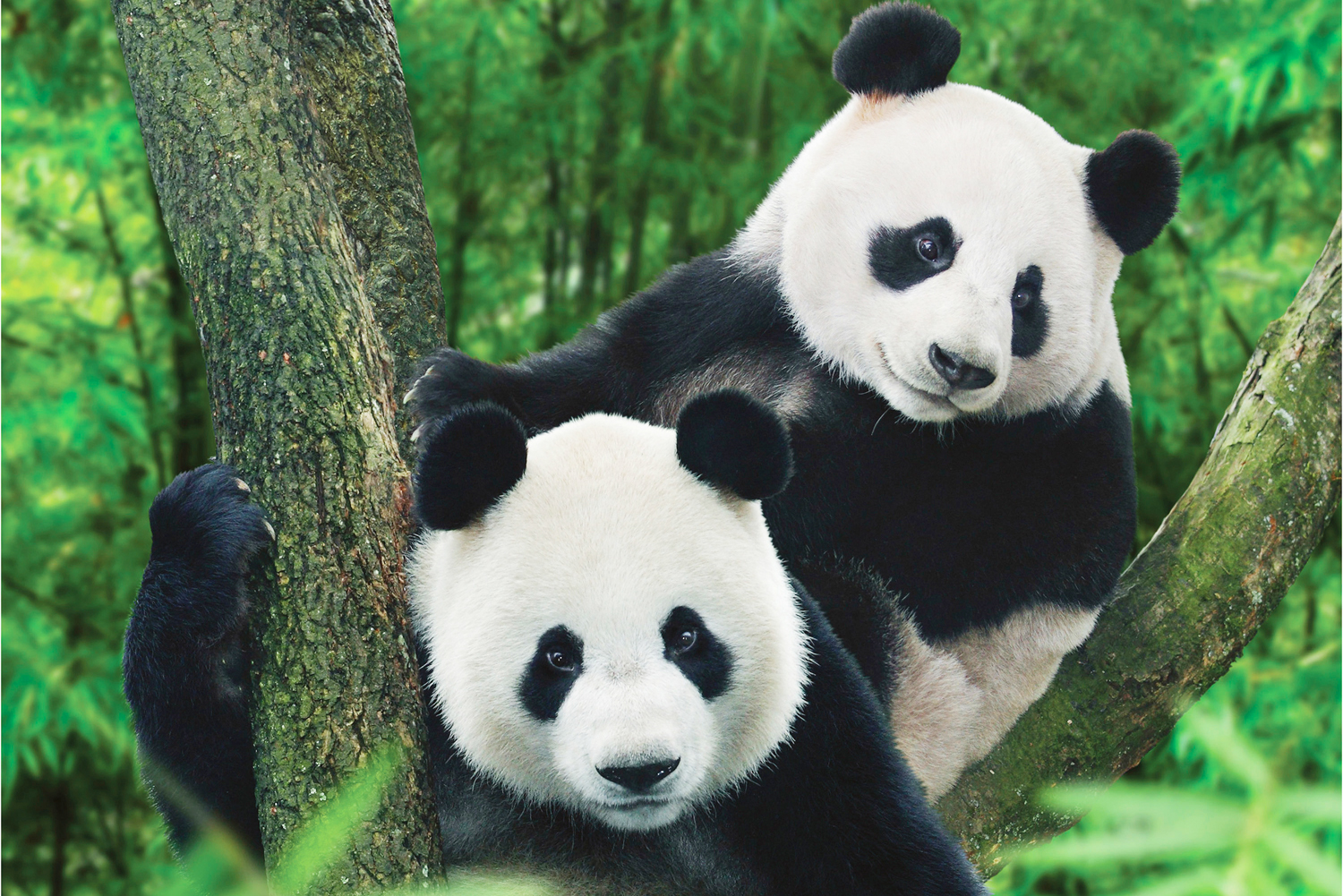 panda international travel
