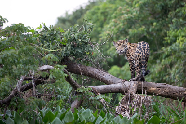 Volunteer to work with animals abroad