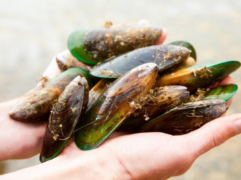 Anyone can snorkel and catch fresh clams, crayfish and paua of the Marlborough coast.