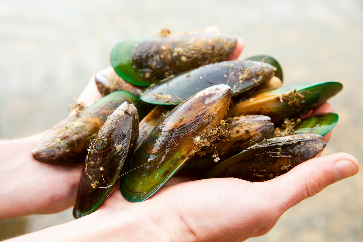 Anyone can snorkel and catch fresh clams, crayfish and paua of the Marlborough coast.