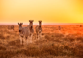 Zebras in the South African wilderness.