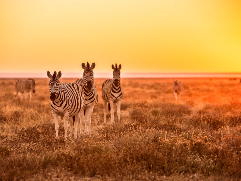 Zebras in the South African wilderness.