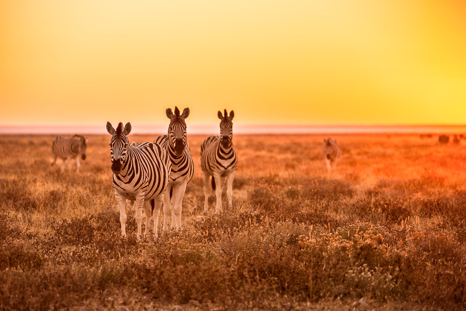 Zebras in the South African wilderness.