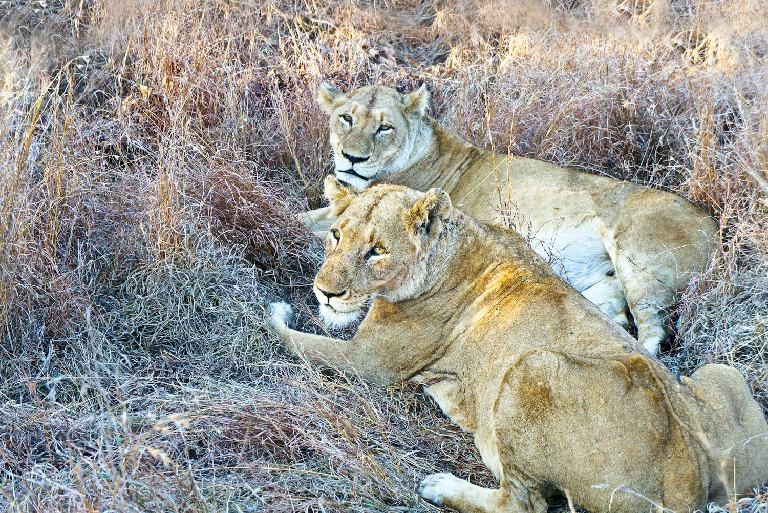 The magic of Africa at Sabi Sabi International Traveller