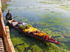 A flower seller on Kashmir's Nagin Lake.