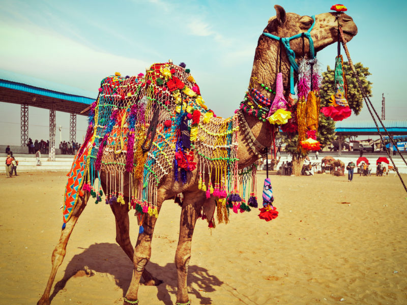 Camel Wrestling Championship in the Aegean region, Turkey