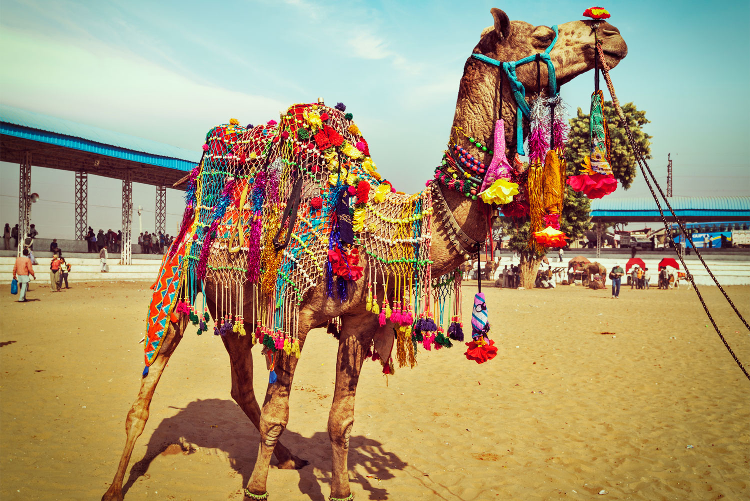 Camel Wrestling Championship in the Aegean region, Turkey