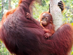 Orang-utans of Borneo.