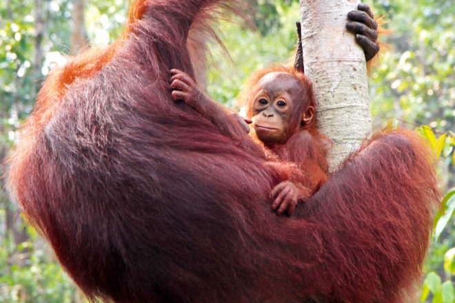 up close with the endangered orang-utans of borneo