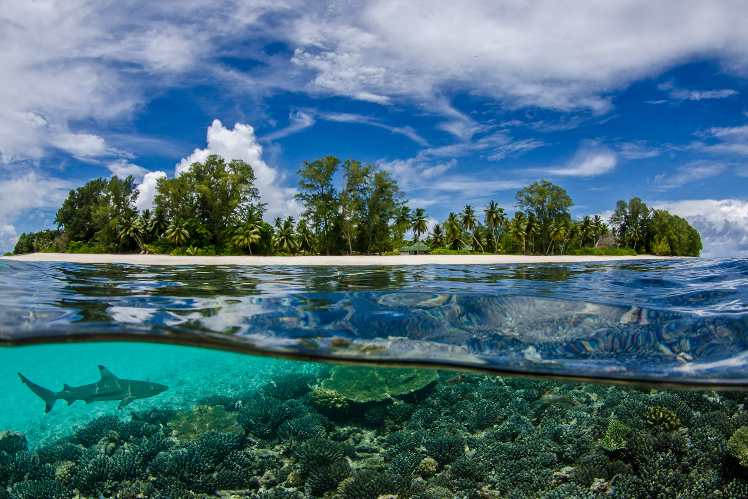 Island paradise: The Seychelles - International Traveller