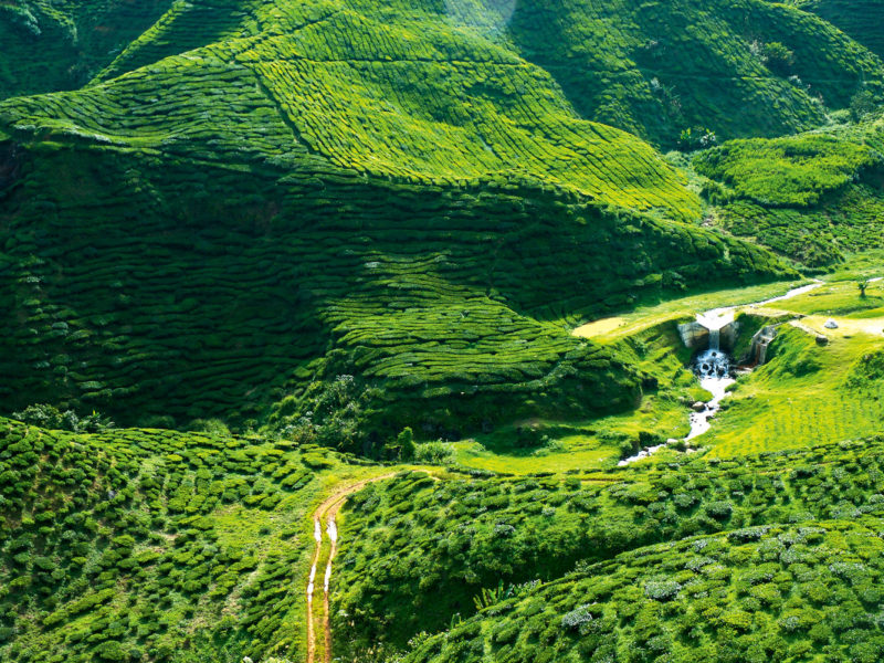 A verdant green, the Cameron Highlands north of Kuala Lumpur is a place of fantastical beauty.