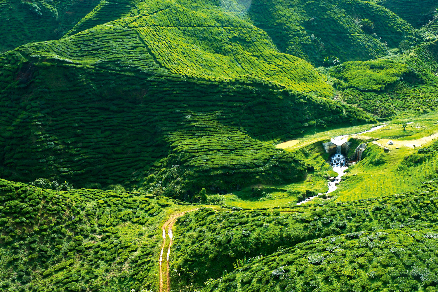 A verdant green, the Cameron Highlands north of Kuala Lumpur is a place of fantastical beauty.