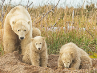 Mother and Cub Polar Bears, Churchill, Manitoba, Canada