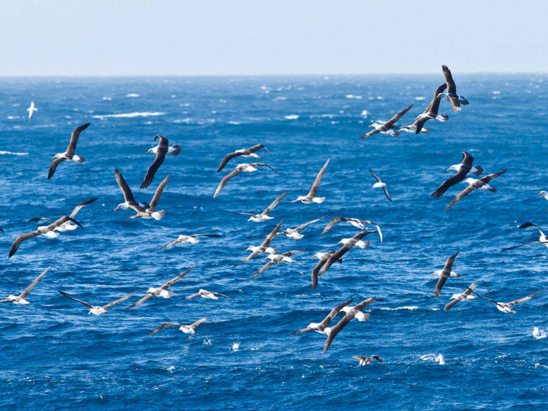 Flock of albatross birds on New Zealand's Taiaroa Head.