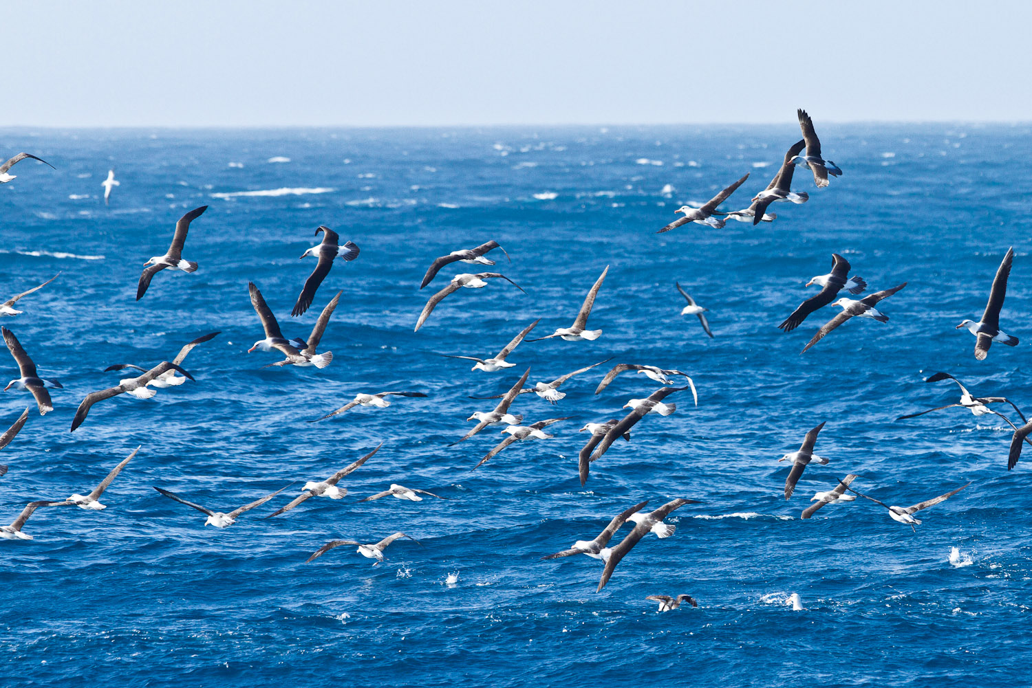 Flock of albatross birds on New Zealand's Taiaroa Head.