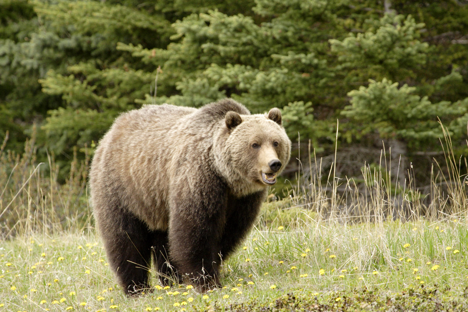 Grizzly Bear Jasper National Park