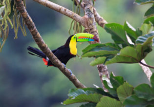 A rainbow-billed toucan is a vibrant sight in the jungle.