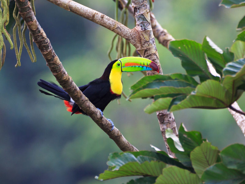 A rainbow-billed toucan is a vibrant sight in the jungle.