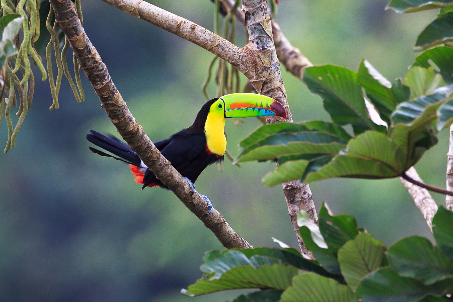 A rainbow-billed toucan is a vibrant sight in the jungle.