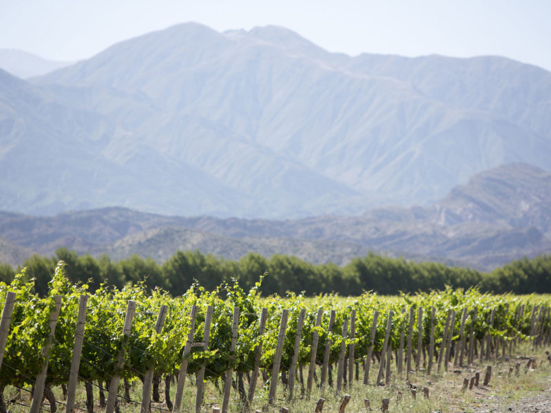 Vineyard in San Juan, Argentina.