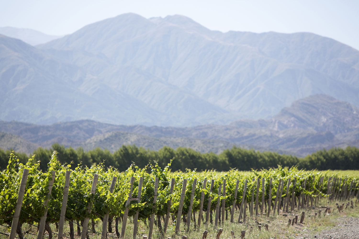 Vineyard in San Juan, Argentina.