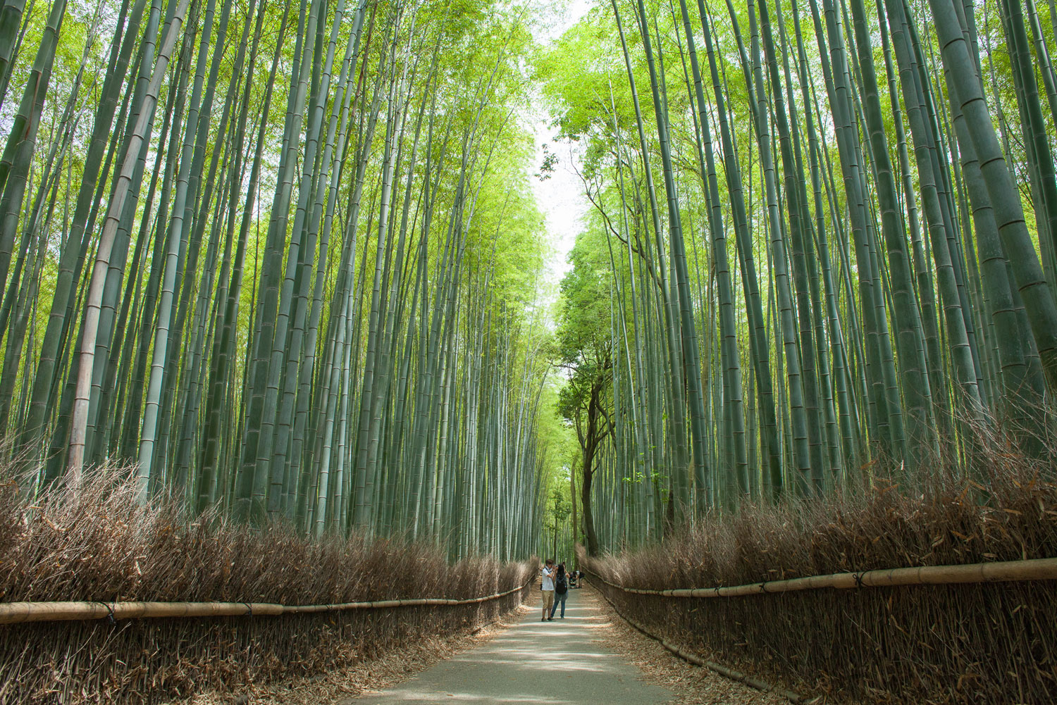 The Arashiyama Bamboo Grove in Kyoto, Japan.