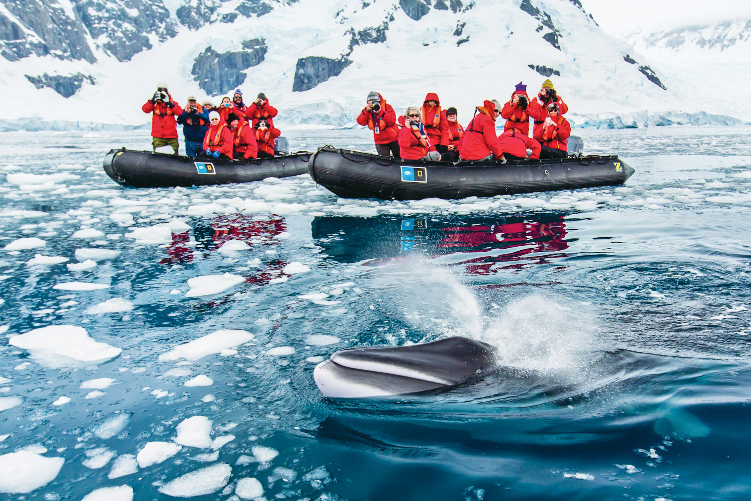 Lindblad Antarctic program.