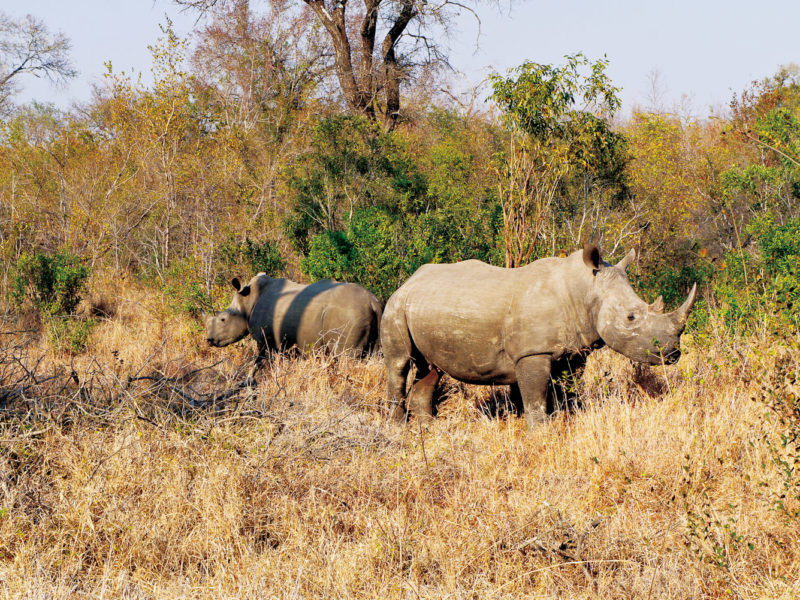 Rhinos Without Borders with andBeyond and Great Plains Conservation