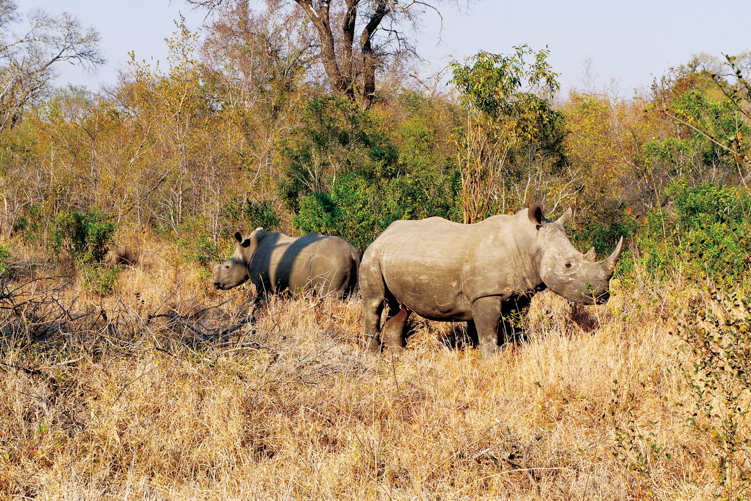 Rhinos Without Borders with andBeyond and Great Plains Conservation