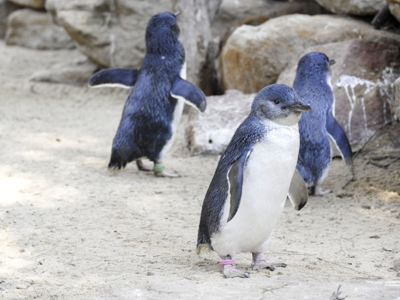 Penguins in Oamaru, New Zealand.