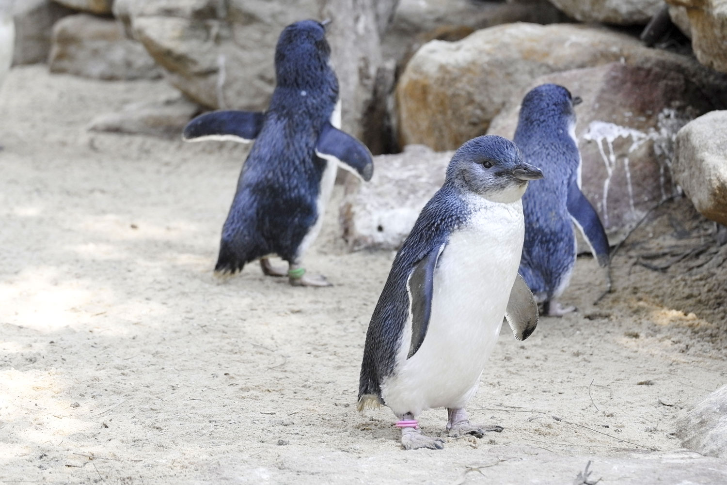 Penguins in Oamaru, New Zealand.